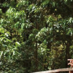 Exploring the Surrounding Nature and Green Spaces near Vedant Millenia, Titwala